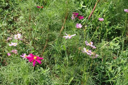 Growing in spring 2