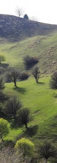 Winter Green Space 11