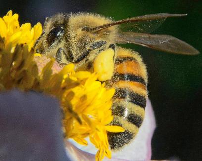 Collecting pollen 2