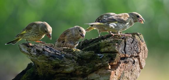 Trio affame