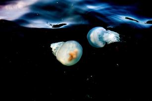 Jellyfish20248