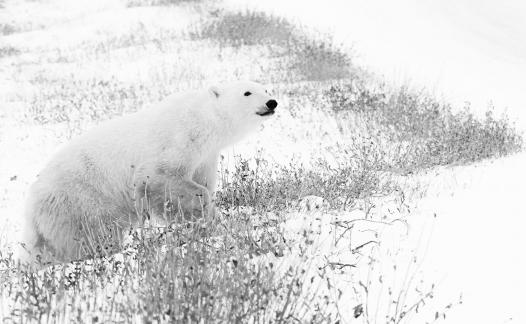 White bear41