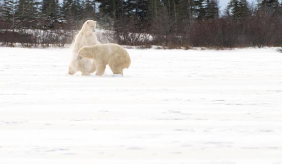 White bears4