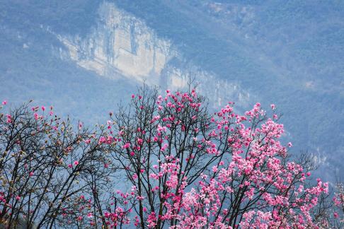 Flowers and mountains