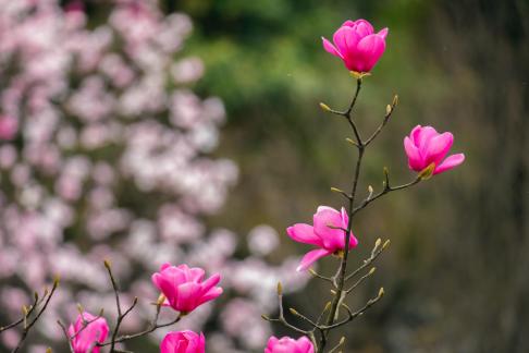 Flowers are pretty beautiful