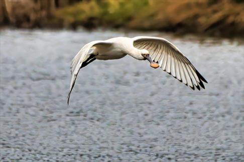 Spoonbill in Flight