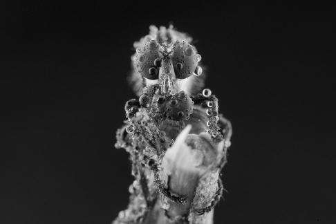 Mating Robberfly 6