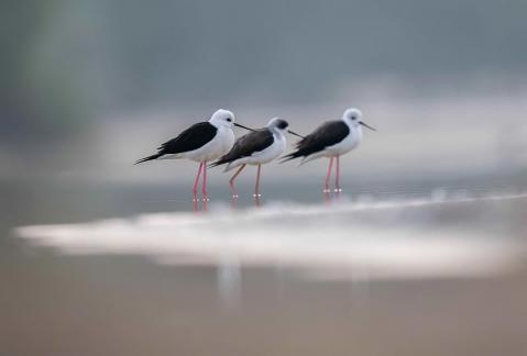 Long neck bird5