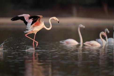 Long neck bird1