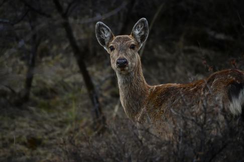 Iron cloth spotted deer