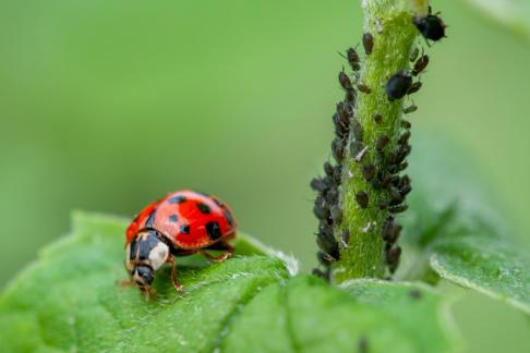 Coccinellidae 143714