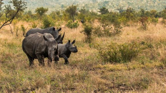 Nashorn Family 3717