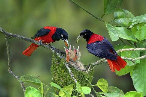 Red bird 12