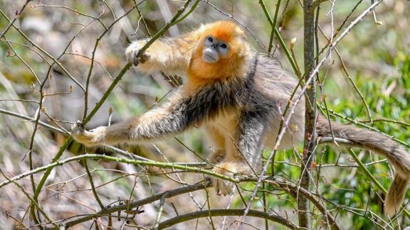 golden monkey 20