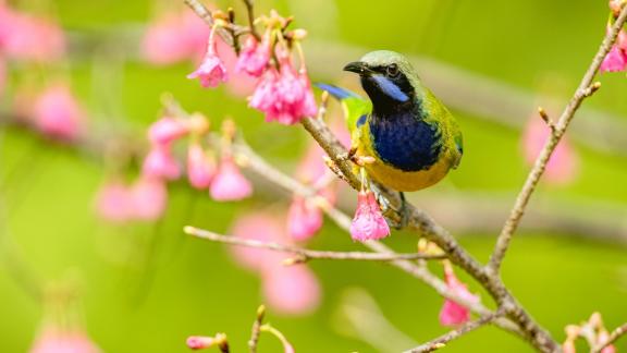 Orange bellied Leafbird