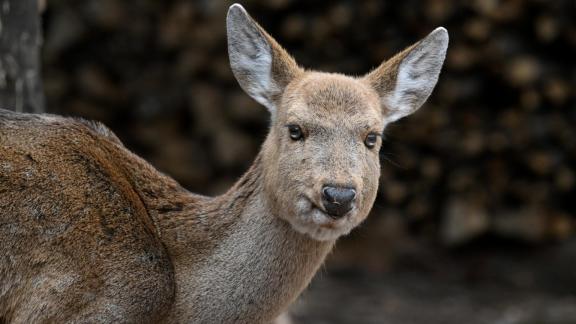 Sika deer