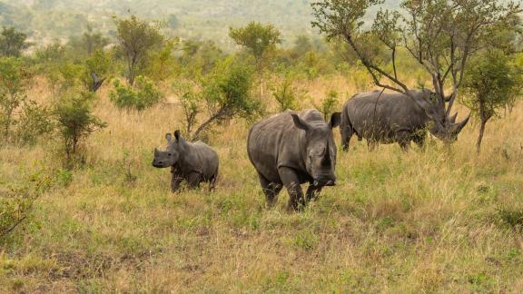 Rhino family 3683