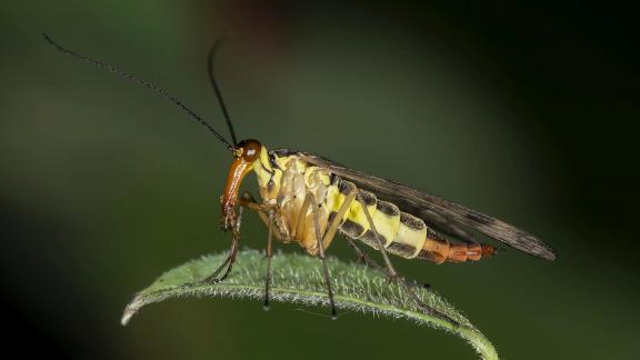 Scorpionflies 7396