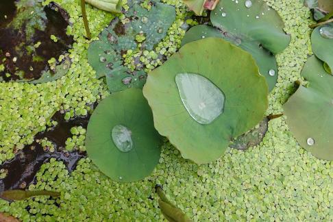 Dripping water droplets17