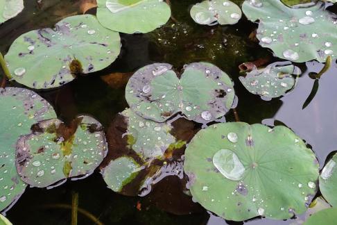 Dripping water droplets19