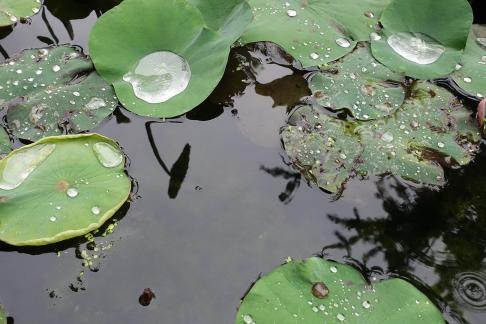 Dripping water droplets20