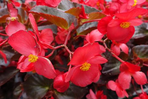 Begonia semperflorens 2