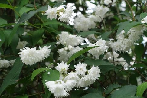 Double petaled reed 2