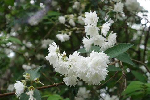 Double petaled reed 3