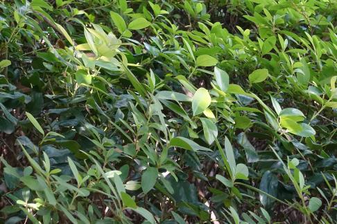 Natural Poetry Frame 1