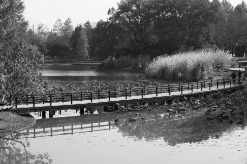 Autumn residual lotus