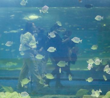 Blue border overlapping shadow 1