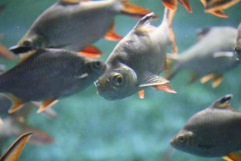 Thai crucian carp 10