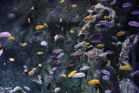 Tropical small fish 1