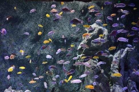 Tropical small fish 2