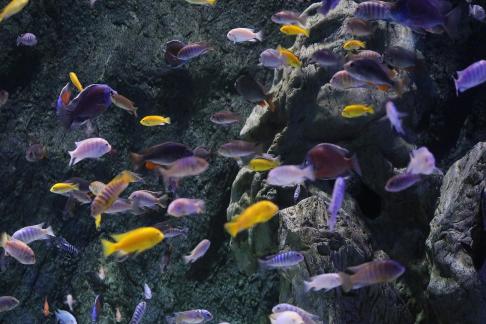 Tropical small fish 3