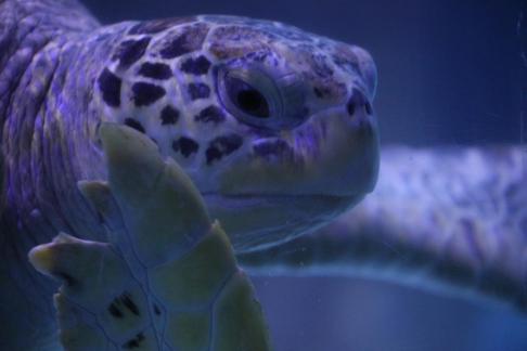 sea turtle 10