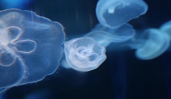 jellyfish 9