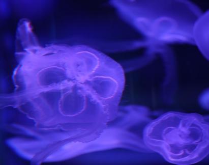 jellyfish 10