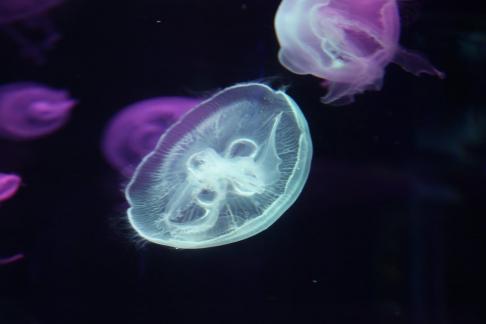 jellyfish 11