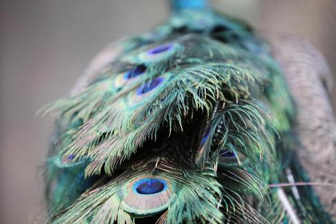 peacock 2
