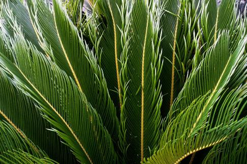 Cycad