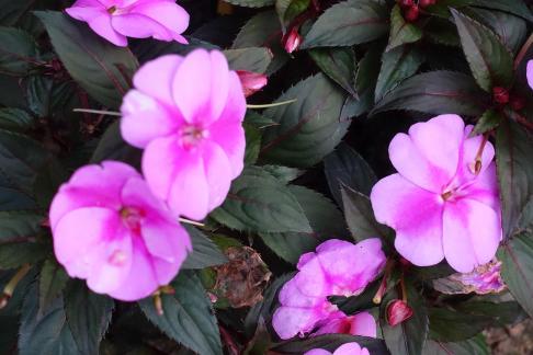 Impatiens hawkeri