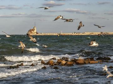 Bird scare in storm-2
