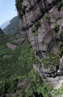 Mountain vegetation 14