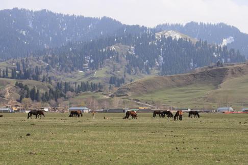 Dian Shang Pastoral Song 7
