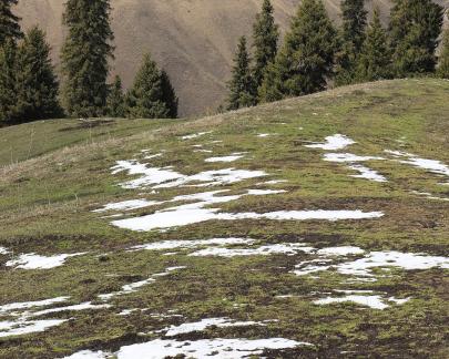 Cold Forest Watch 17