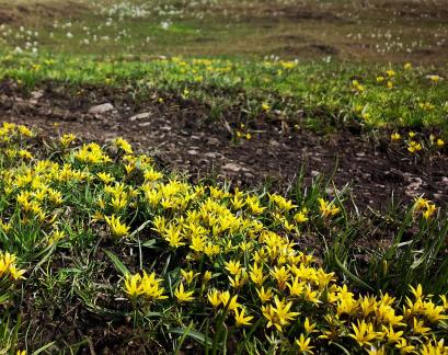 Wilderness Yellow Carpet 5