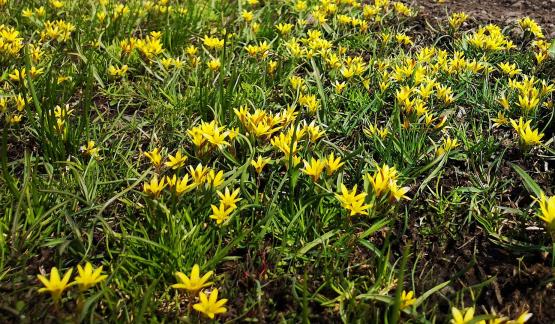 Wilderness Yellow Carpet 7