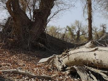 Desert residual branches 5