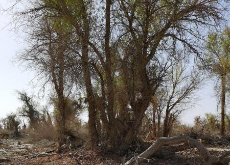 Desert residual branches 7